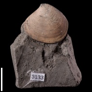 Pressastarte  trembiazensis (de Loriol, 1901) 