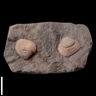 Pressastarte  elegansminor (Trautschold, 1860)