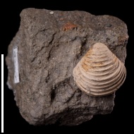 Astarte (Trautscholdia)  sp.