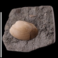 Nucula  sp.