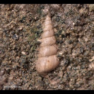 Pseudomelania cf. 