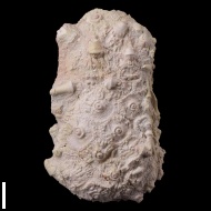 Archaeocidaris  rossica