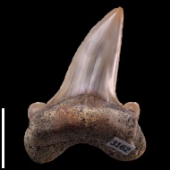Cretoxyrhina  vraconensis