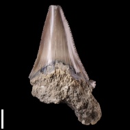 Otodus  poseidoni