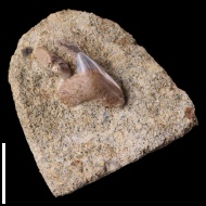 Paleoanacorax  sp.