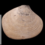 Pressastarte  trembiazensis (de Loriol, 1901) 