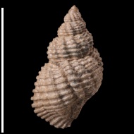 Maturifusus  sp.