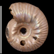 Rasenia juv. 