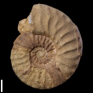 Mortoniceras  sp.
