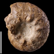 Lewesiceras juv. 