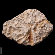 Goniasma  sp.