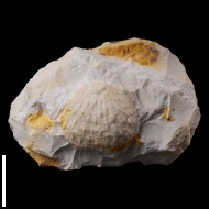 Aulosteges  sp.