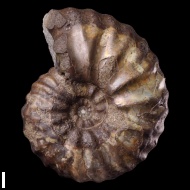 Sonneratia  sp.
