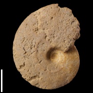 Placenticeras  sp.
