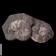 Plasmatites  sp.