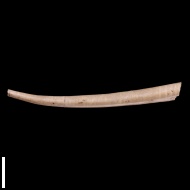 Laevidentalium  sp.