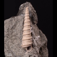 Clathrobaculus  sp.