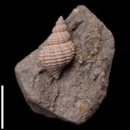 Maturifusus  sp.