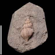 Maturifusus  sp.