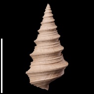 Bathraspira  aspera