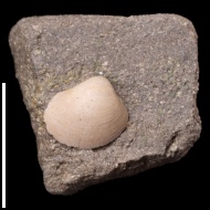 Nucula juv. 