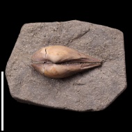 Phaenodesmia  dorogomilowensis (Borisiak, 1904)