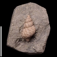 Maturifusus  sp.