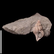 Maturifusus  sp.