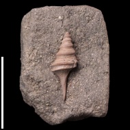 Dicroloma juv. gagnebini (Thurmann in Piette, 1867)