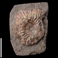 Rasenia  sp.