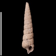 Cosmocerithium  sp.