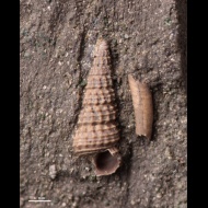 Cryptaulax  sp.