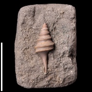 Dicroloma juv. gagnebini (Thurmann in Piette, 1867)