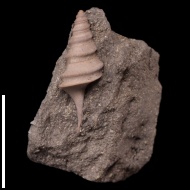 Dicroloma juv. gagnebini (Thurmann in Piette, 1867)