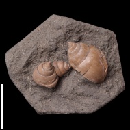 Pictavia  laevigata (Rouillier, 1846)