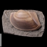 Grammatodon  pictum