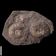 Plasmatites  sp.