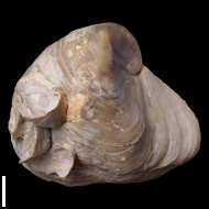 Exogyra  sp.