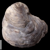 Exogyra  sp.