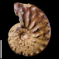 Schloenbachia  varians