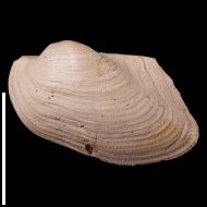 Grammatodon  rouilleri