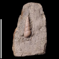 Pseudomelania  sp.