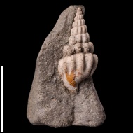Plicacerithium  sp.