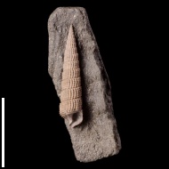 Cosmocerithium  sp.