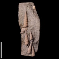 Cosmocerithium  sp.