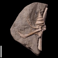 Dicroloma  gagnebini (Thurmann in Piette, 1867)