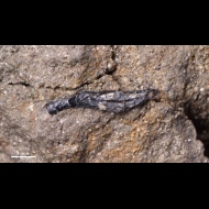 Onychites  sp.