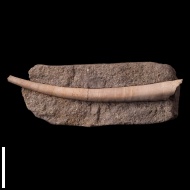 Laevidentalium  sp.