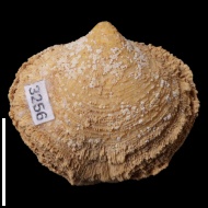 Cleiothyridina  sp.