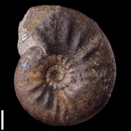 Freboldiceras  singulare (Imlay, 1959)